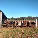 10-8-2022_uso_de_agua_publica_feedlot_(7)