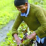 3352_mujer_rural